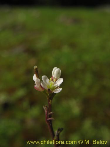 Bild von Cardamine hirsuta (Berro). Klicken Sie, um den Ausschnitt zu vergrössern.