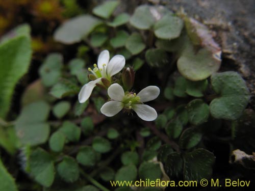 Image of Cardamine hirsuta (Berro). Click to enlarge parts of image.