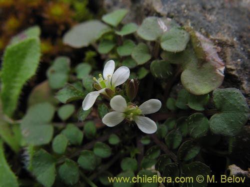 Image of Cardamine hirsuta (Berro). Click to enlarge parts of image.