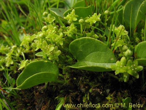 Image of Dioscorea sp.   #1484 (). Click to enlarge parts of image.