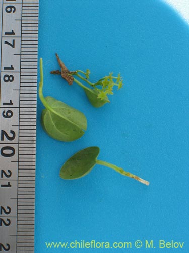 Image of Dioscorea sp.   #1484 (). Click to enlarge parts of image.