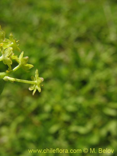 Bild von Dioscorea sp. #1484 (). Klicken Sie, um den Ausschnitt zu vergrössern.