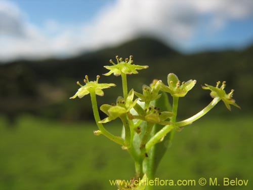 Dioscorea sp. #1484の写真