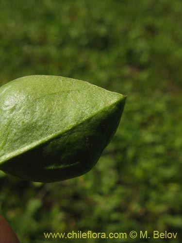 Imágen de Dioscorea sp. #1484 (). Haga un clic para aumentar parte de imágen.