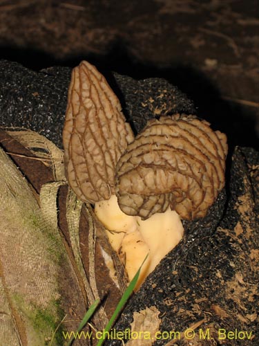 Imágen de Morchella conica (Morchella). Haga un clic para aumentar parte de imágen.