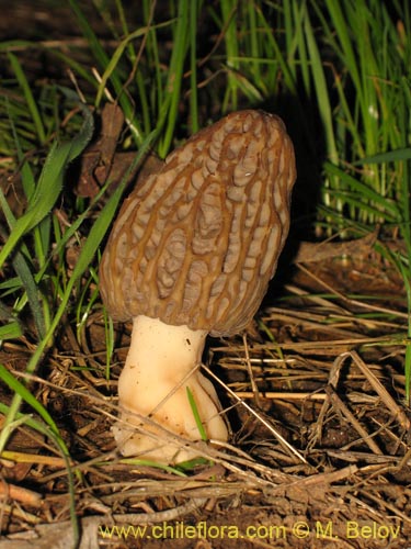 Bild von Morchella conica (Morchella). Klicken Sie, um den Ausschnitt zu vergrössern.