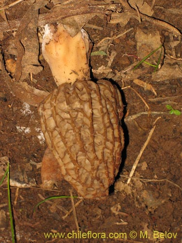 Image of Morchella conica (Morchella). Click to enlarge parts of image.