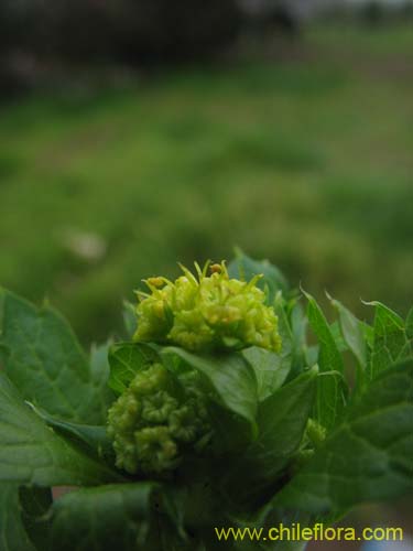 Image of Sanicula crassicaulis (). Click to enlarge parts of image.