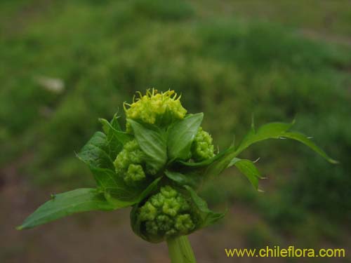 Bild von Sanicula crassicaulis (). Klicken Sie, um den Ausschnitt zu vergrössern.