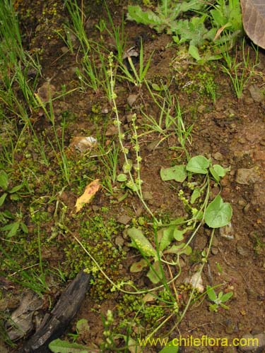 Imágen de Sanicula crassicaulis (). Haga un clic para aumentar parte de imágen.