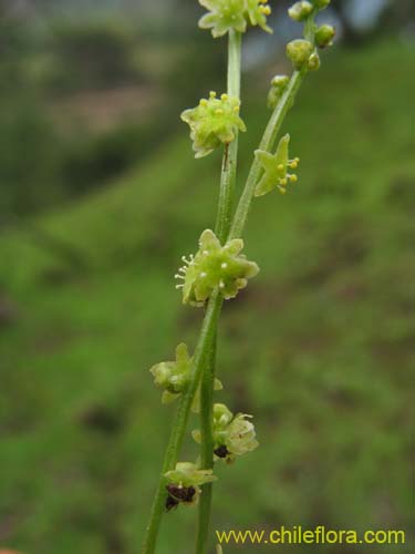 Dioscorea humifusaの写真
