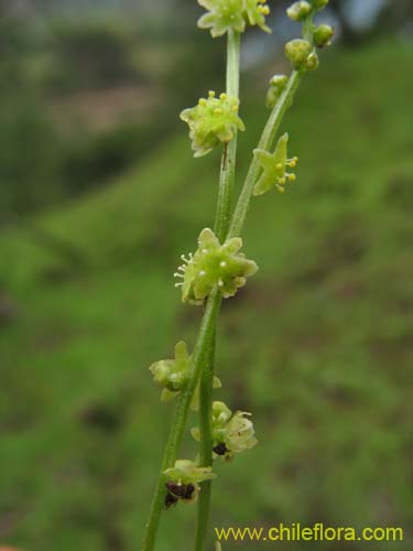 Dioscorea humifusa的照片