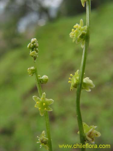 Dioscorea humifusa的照片