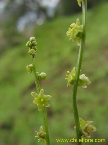 Imágen de Dioscorea humifusa (huanqui). Haga un clic para aumentar parte de imágen.