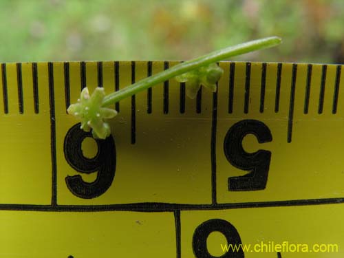 Imágen de Dioscorea humifusa (huanqui). Haga un clic para aumentar parte de imágen.