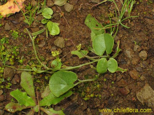 Imágen de Dioscorea humifusa (huanqui). Haga un clic para aumentar parte de imágen.