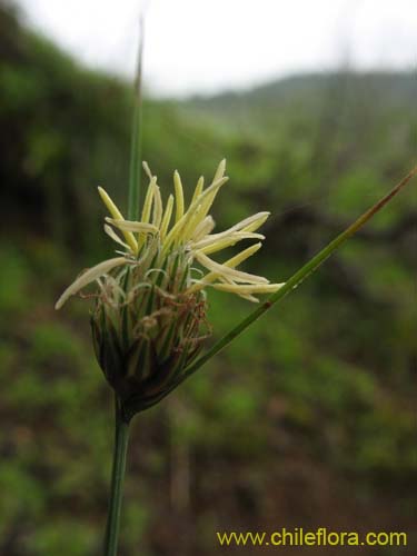 Imágen de Carex sp.     #K7377 (). Haga un clic para aumentar parte de imágen.
