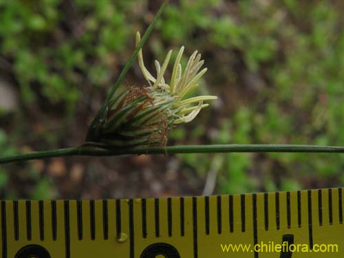 Imágen de Carex sp.     #K7377 (). Haga un clic para aumentar parte de imágen.