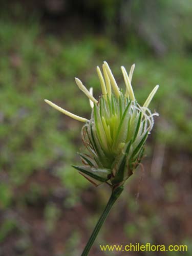 Bild von Carex sp.     #K7377 (). Klicken Sie, um den Ausschnitt zu vergrössern.