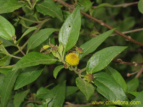 Bild von Podanthus ovatifolius (Mitique / Palo negro). Klicken Sie, um den Ausschnitt zu vergrössern.