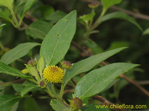 Bild von Podanthus ovatifolius (Mitique / Palo negro). Klicken Sie, um den Ausschnitt zu vergrössern.