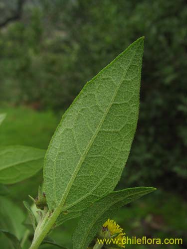 Bild von Podanthus ovatifolius (Mitique / Palo negro). Klicken Sie, um den Ausschnitt zu vergrössern.