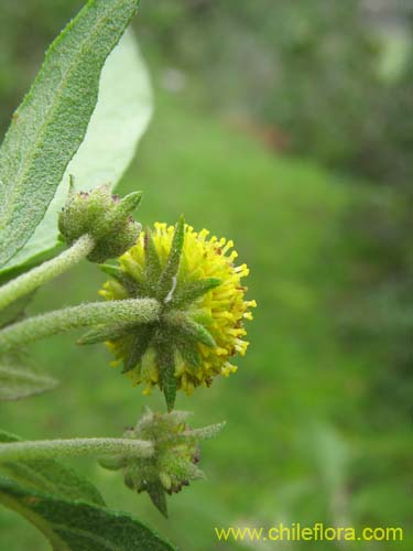 Bild von Podanthus ovatifolius (Mitique / Palo negro). Klicken Sie, um den Ausschnitt zu vergrössern.