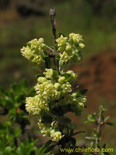 Image of Talguenea quinquinervia (Tralhuen). Click to enlarge parts of image.