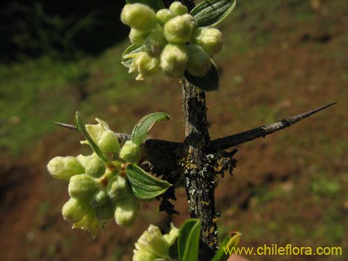 Image of Talguenea quinquinervia (Tralhuen). Click to enlarge parts of image.