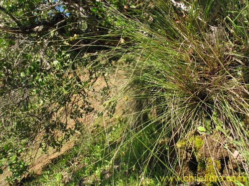 Image of Talguenea quinquinervia (Tralhuen). Click to enlarge parts of image.