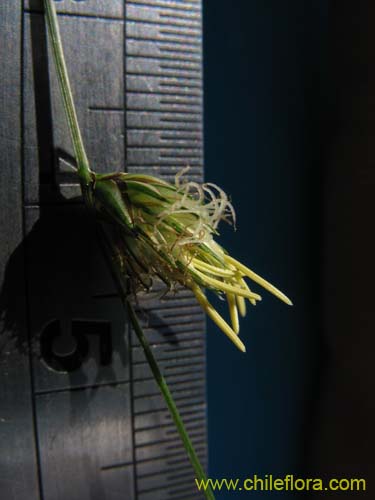 Image of Carex sp.     #K7377 (). Click to enlarge parts of image.