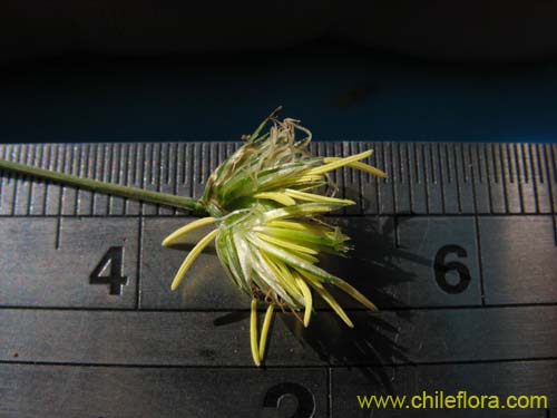 Bild von Carex sp.     #K7377 (). Klicken Sie, um den Ausschnitt zu vergrössern.