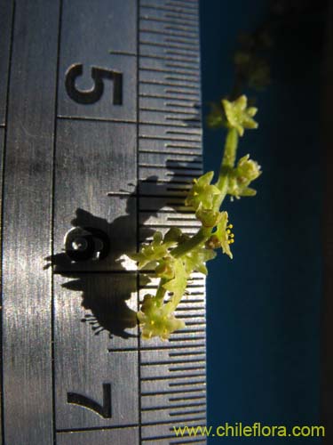 Image of Dioscorea humifusa (huanqui). Click to enlarge parts of image.