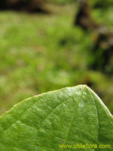 Фотография Dioscorea humifusa (huanqui). Щелкните, чтобы увеличить вырез.