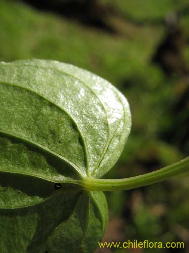 Imágen de Dioscorea humifusa (huanqui). Haga un clic para aumentar parte de imágen.