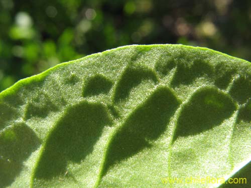 Rumex acetosaの写真