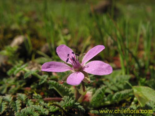 Imágen de Erodium ciculatrium (Alfilerillo / Tachuela). Haga un clic para aumentar parte de imágen.