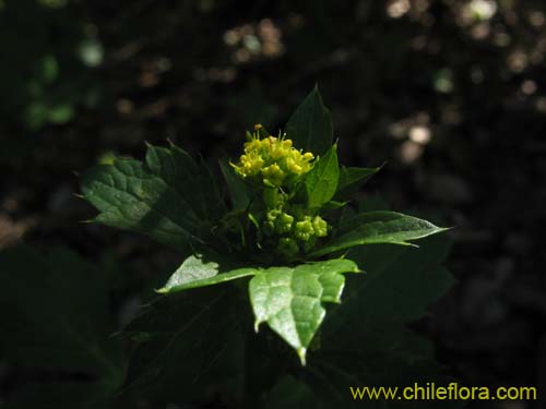 Bild von Sanicula crassicaulis (). Klicken Sie, um den Ausschnitt zu vergrössern.