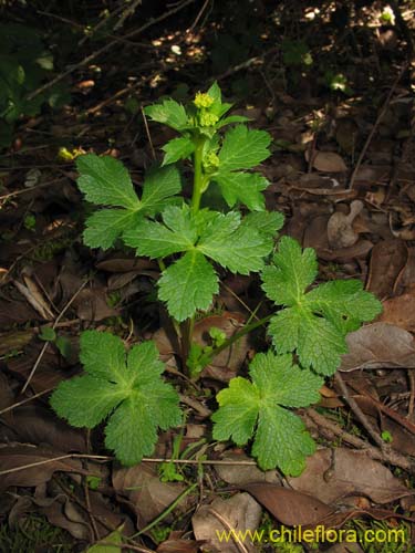 Фотография Sanicula crassicaulis (). Щелкните, чтобы увеличить вырез.