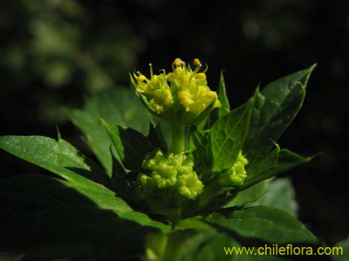 Imágen de Sanicula crassicaulis (). Haga un clic para aumentar parte de imágen.