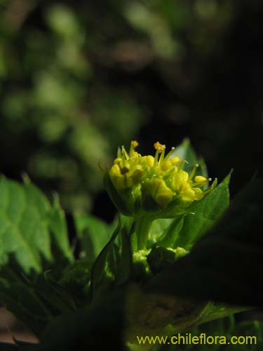 Фотография Sanicula crassicaulis (). Щелкните, чтобы увеличить вырез.