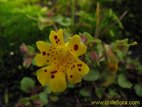 Bild von Mimulus bridgesii (). Klicken Sie, um den Ausschnitt zu vergrössern.