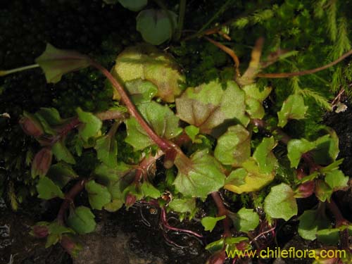 Image of Mimulus bridgesii (). Click to enlarge parts of image.