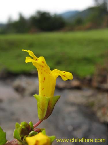 Mimulus bridgesii的照片