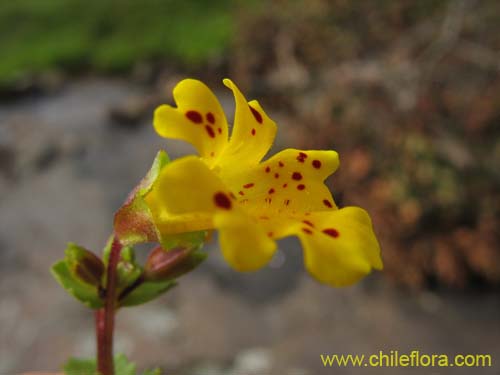 Imágen de Mimulus bridgesii (). Haga un clic para aumentar parte de imágen.