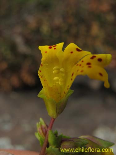 Bild von Mimulus bridgesii (). Klicken Sie, um den Ausschnitt zu vergrössern.