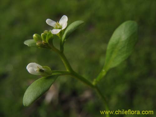 Image of Unidentified Plant sp. #2301 (). Click to enlarge parts of image.