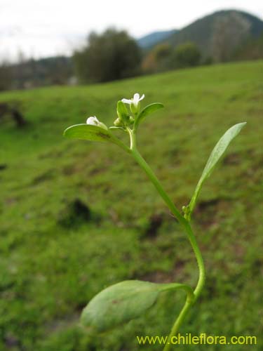 Image of Unidentified Plant sp. #2301 (). Click to enlarge parts of image.