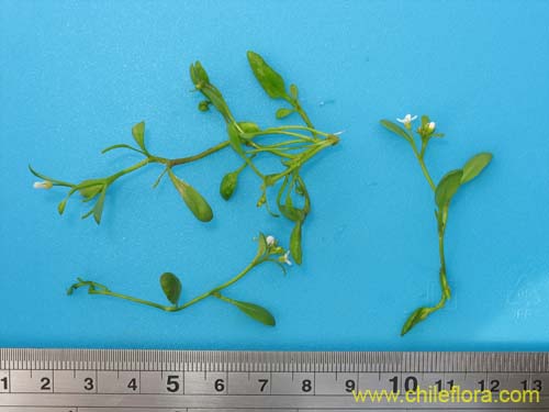 Image of Unidentified Plant sp. #2301 (). Click to enlarge parts of image.