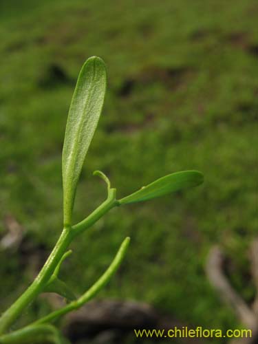 未確認の植物種 sp. #2301の写真